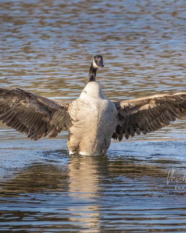 Canadian Goose at the Wichita Mountains Wildlife Refuge