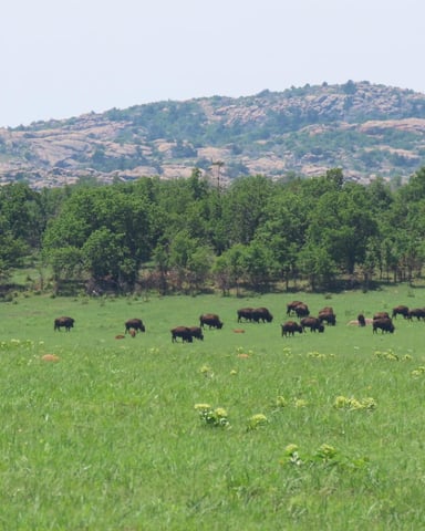Bison at the Wichita Mountains Wildlife Refuge