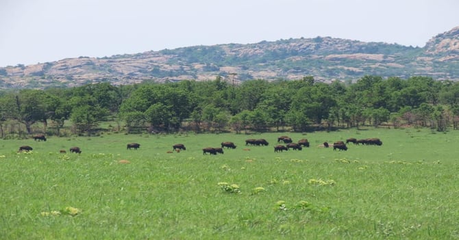 The Bison of the Wichitas: Where to See the Herd
