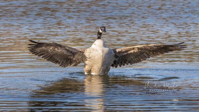 Birding in the Wichita Mountains: A Guide for Nature Lovers