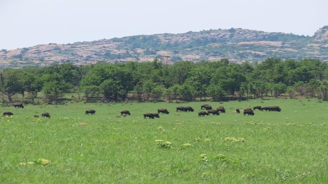 The Bison of the Wichitas: Where to See the Herd