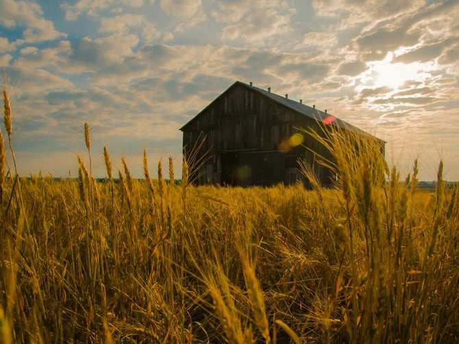 Barn in a golden wheat field at sunset